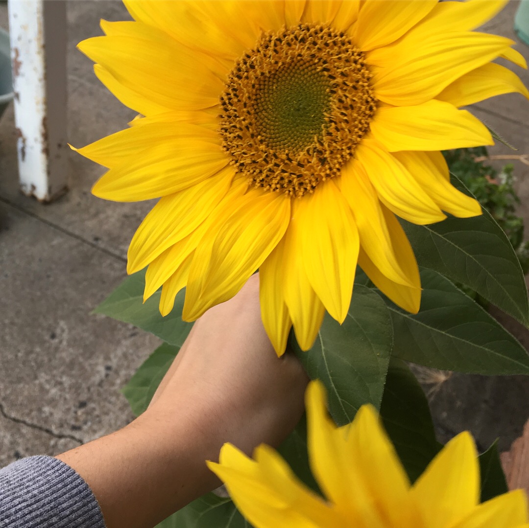 29633047_577476182619283_276312282_o